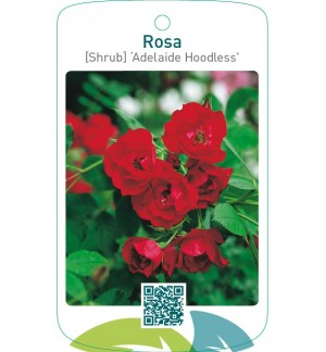 Rosa [Shrub] ‘Adelaide Hoodless’