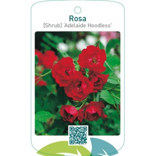 Rosa [Shrub] ‘Adelaide Hoodless’
