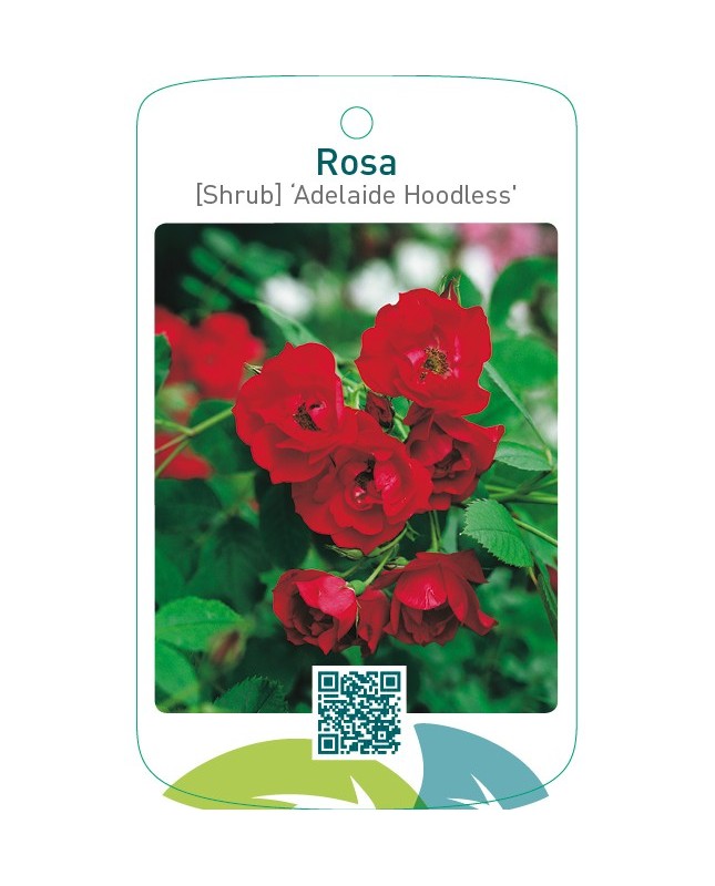 Rosa [Shrub] ‘Adelaide Hoodless’