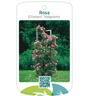 Rosa [Climber] ‘Indigoletta’