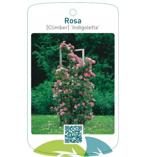 Rosa [Climber] ‘Indigoletta’