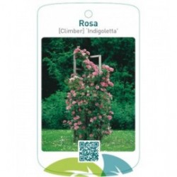 Rosa [Climber] ‘Indigoletta’