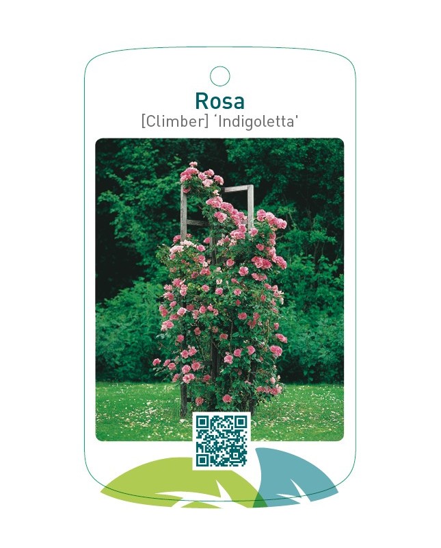 Rosa [Climber] ‘Indigoletta’