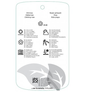 Etichette di Rosa [Climber] ‘Indigoletta’ *