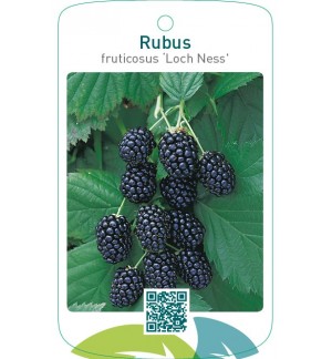 Rubus fruticosus ‘Loch Ness’