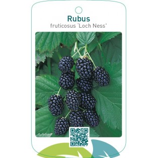 Rubus fruticosus ‘Loch Ness’