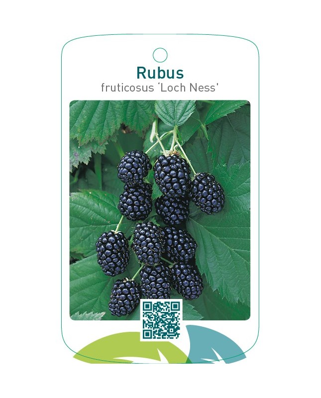 Rubus fruticosus ‘Loch Ness’