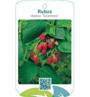 Rubus idaeus ‘Tulameen’