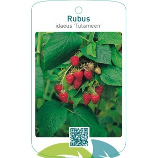 Rubus idaeus ‘Tulameen’