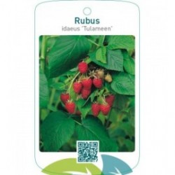 Rubus idaeus ‘Tulameen’