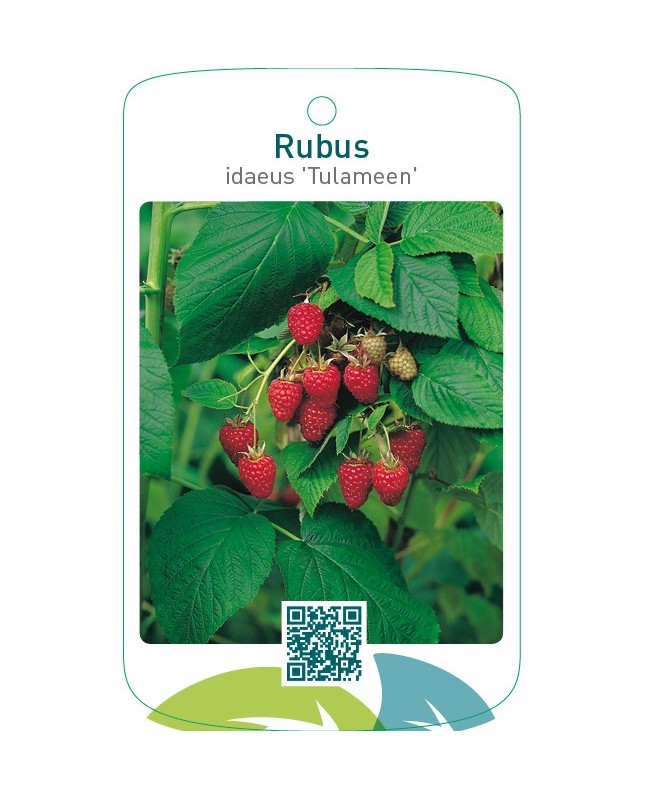 Rubus idaeus ‘Tulameen’