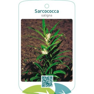 Sarcococca saligna