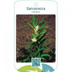 Sarcococca saligna