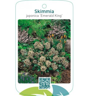 Skimmia japonica ‘Emerald King’