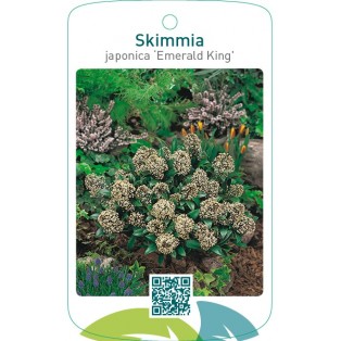 Skimmia japonica ‘Emerald King’