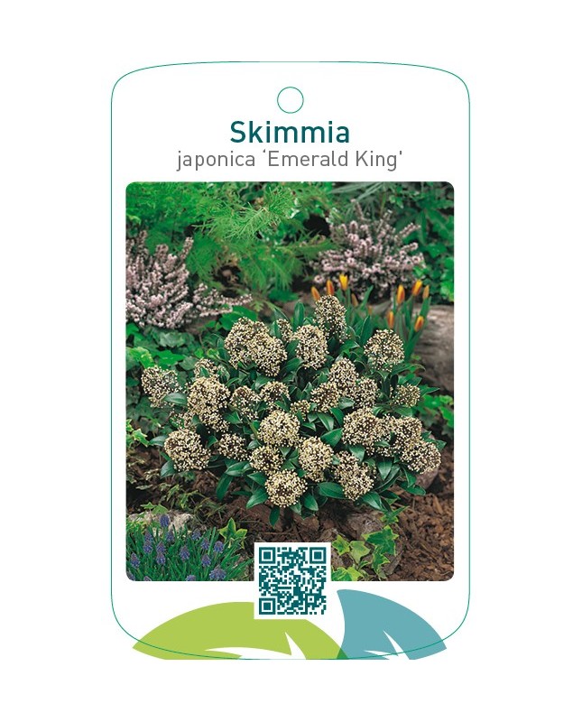 Skimmia japonica ‘Emerald King’