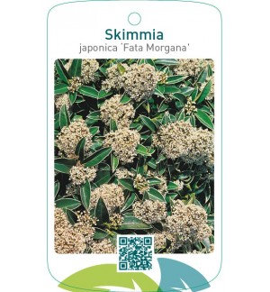 Skimmia japonica ‘Fata Morgana’