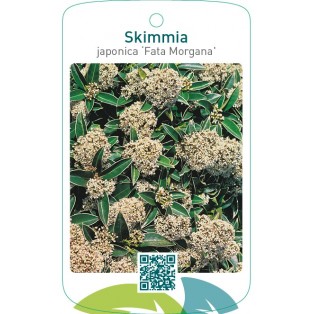 Skimmia japonica ‘Fata Morgana’