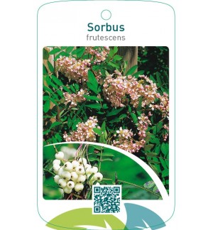Sorbus frutescens