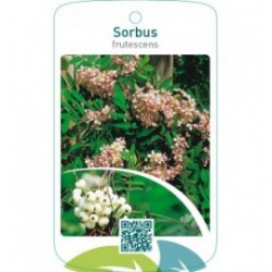 Sorbus frutescens