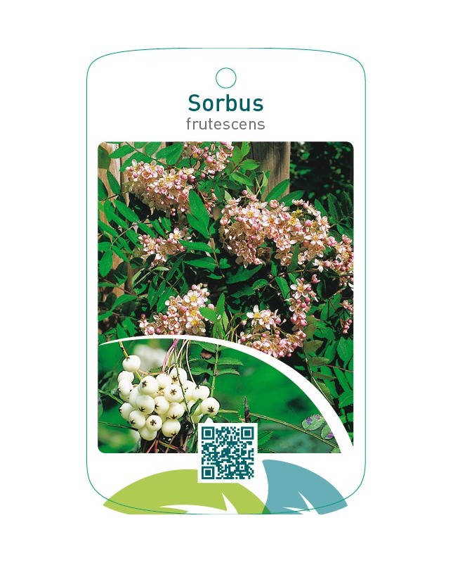 Sorbus frutescens