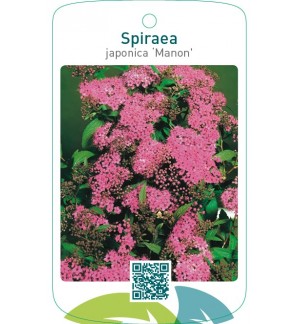 Spiraea japonica ‘Manon’