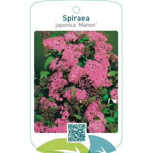 Spiraea japonica ‘Manon’