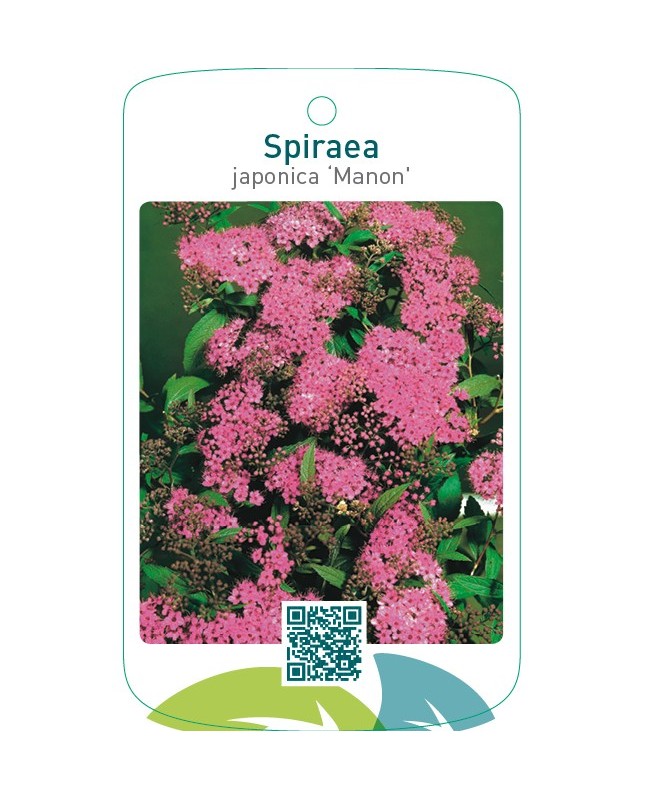 Spiraea japonica ‘Manon’