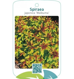 Spiraea japonica ‘Walbuma’ ® 31122021