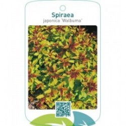 Spiraea japonica ‘Walbuma’ ® 31122021
