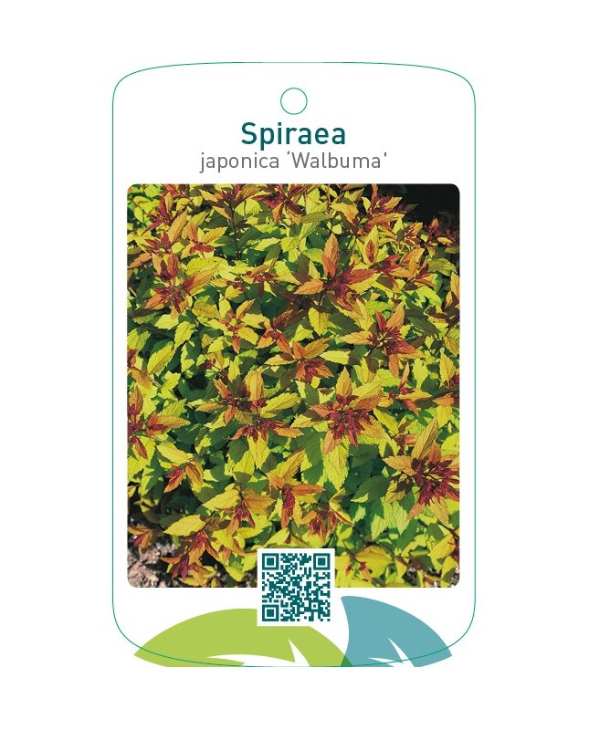 Spiraea japonica ‘Walbuma’ ® 31122021