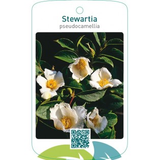 Stewartia pseudocamellia