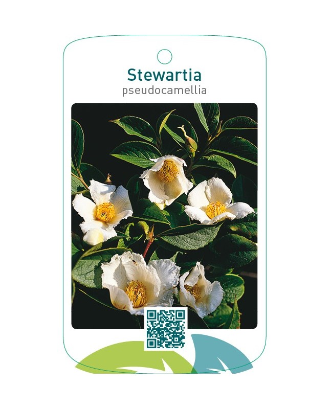 Stewartia pseudocamellia