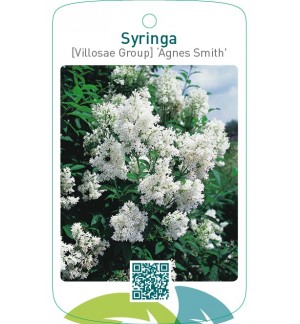 Syringa [Villosae Group] ‘Agnes Smith’