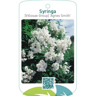Syringa [Villosae Group] ‘Agnes Smith’