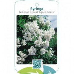 Syringa [Villosae Group] ‘Agnes Smith’