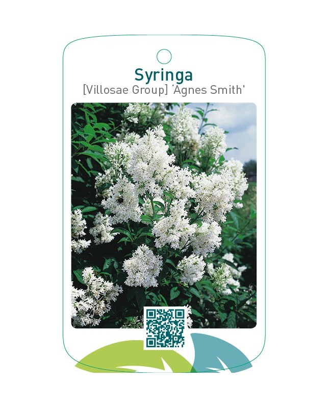 Syringa [Villosae Group] ‘Agnes Smith’