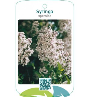 Syringa xpersica