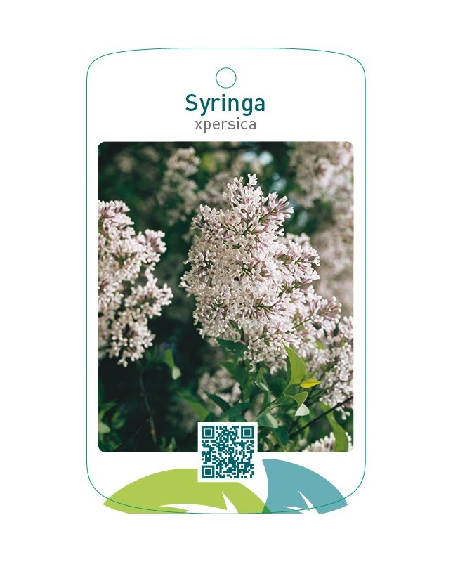 Syringa xpersica
