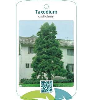 Taxodium distichum