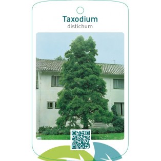 Taxodium distichum