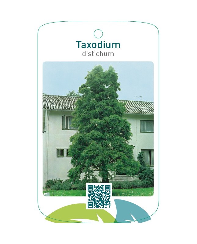 Taxodium distichum