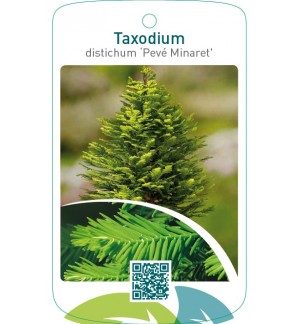 Taxodium distichum ‘Pevé Minaret’