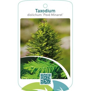 Taxodium distichum ‘Pevé Minaret’