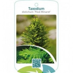 Taxodium distichum ‘Pevé Minaret’