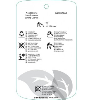 Etichette di Taxodium distichum ‘Pevé Minaret’ *