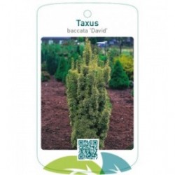 Taxus baccata ‘David’