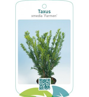 Taxus xmedia ‘Farmen’