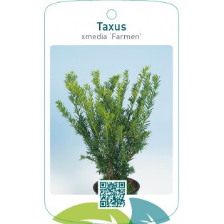 Taxus xmedia ‘Farmen’