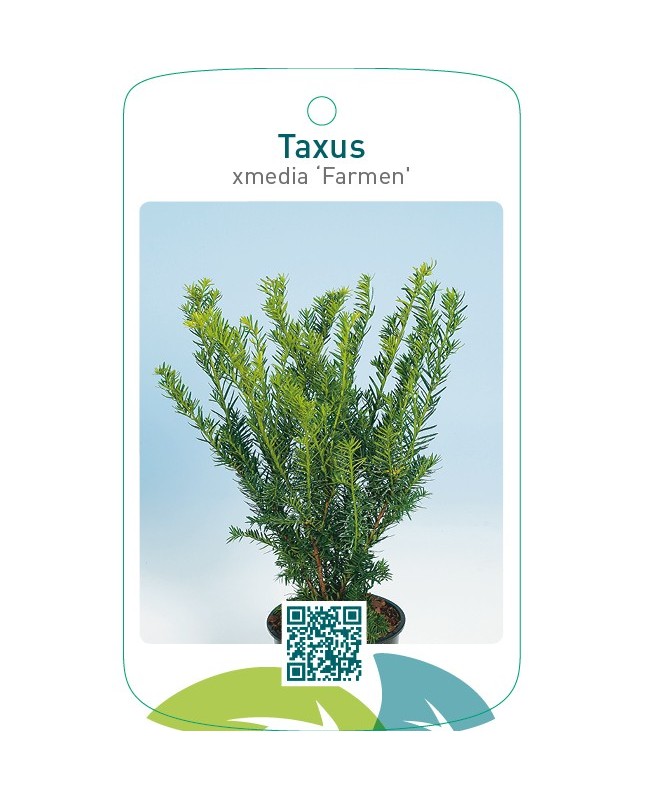 Taxus xmedia ‘Farmen’